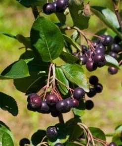 Garden Goods Direct Shrubs Aronia Autumn Magic