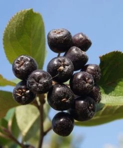 Garden Goods Direct Shrubs Aronia Autumn Magic