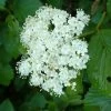 Garden Goods Direct Arrowood Viburnum Shrubs