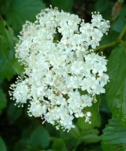 Garden Goods Direct Arrowood Viburnum Shrubs