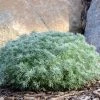 Garden Goods Direct Silver Mound Artemisia Perennials