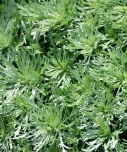 Garden Goods Direct Silver Mound Artemisia Perennials