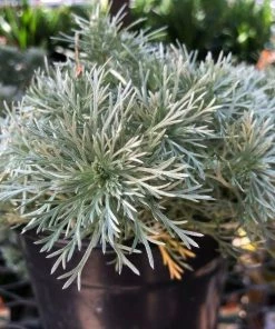 Garden Goods Direct Silver Mound Artemisia Perennials