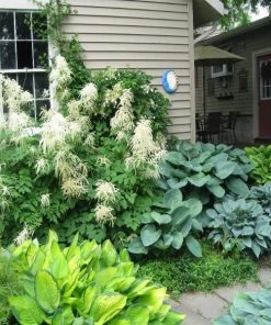Garden Goods Direct Aruncus Dioicus