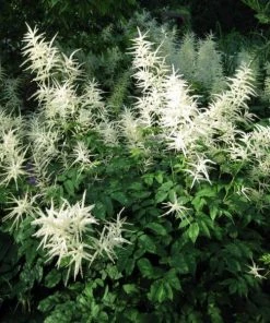 Garden Goods Direct Aruncus Dioicus