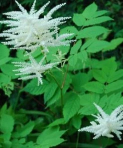 Garden Goods Direct Aruncus Dioicus