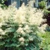 Garden Goods Direct Aruncus Dioicus