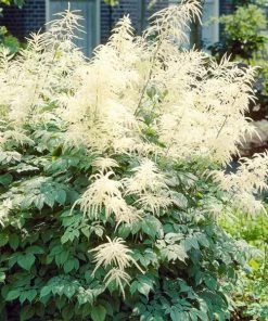 Garden Goods Direct Aruncus Dioicus