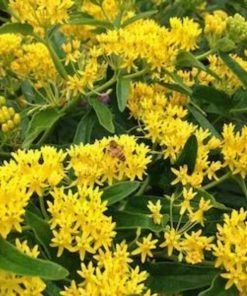 Garden Goods Direct Yellow Butterfly Weed