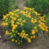 Garden Goods Direct Yellow Butterfly Weed