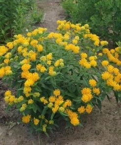 Garden Goods Direct Yellow Butterfly Weed