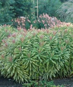 Garden Goods Direct Perennials Euphorbia Ascot Rainbow 8 Garden Goods Direct Perennials Euphorbia Ascot Rainbow