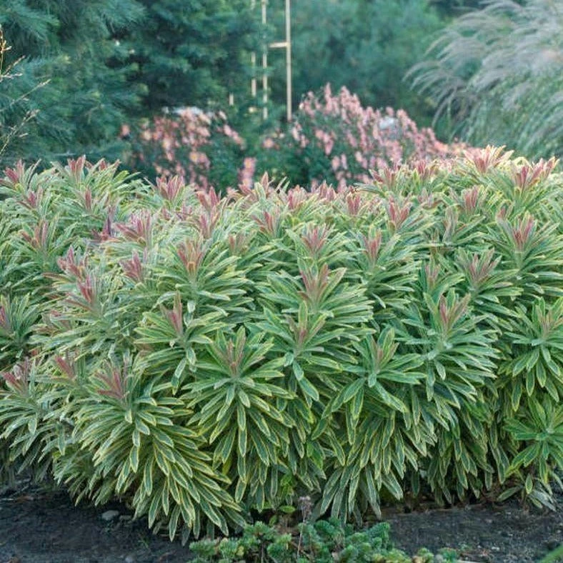 Garden Goods Direct Perennials Euphorbia Ascot Rainbow 4 Garden Goods Direct Perennials Euphorbia Ascot Rainbow