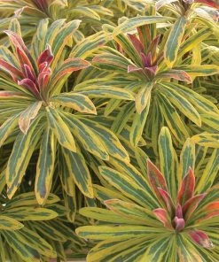 Garden Goods Direct Perennials Euphorbia Ascot Rainbow 9 Garden Goods Direct Perennials Euphorbia Ascot Rainbow