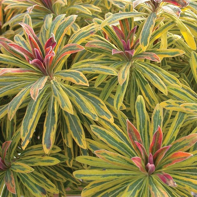 Garden Goods Direct Perennials Euphorbia Ascot Rainbow 5 Garden Goods Direct Perennials Euphorbia Ascot Rainbow