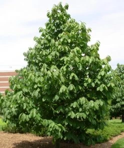 Garden Goods Direct Paw Paw Tree Trees