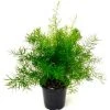 Garden Goods Direct House Plants Asparagus Ferns