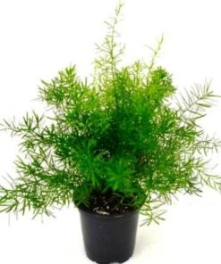 Garden Goods Direct House Plants Asparagus Ferns