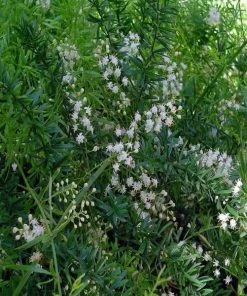 Garden Goods Direct House Plants Asparagus Ferns