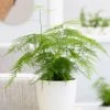 Garden Goods Direct Plumosa Asparagus Fern