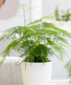 Garden Goods Direct Plumosa Asparagus Fern