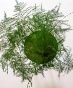 Garden Goods Direct Plumosa Asparagus Fern