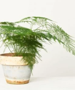 Garden Goods Direct Plumosa Asparagus Fern