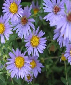 Garden Goods Direct Perennials Aster October Skies