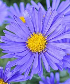 Garden Goods Direct Aster Woods Blue Perennials