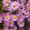 Garden Goods Direct Aster Woods Pink