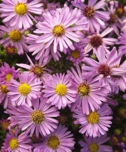 Garden Goods Direct Aster Woods Pink