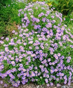 Garden Goods Direct Perennials Aster October Skies