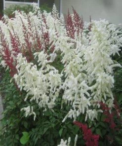 Garden Goods Direct Astilbe Snowdrift Perennials