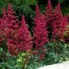 Garden Goods Direct Astilbe Fanal Perennials