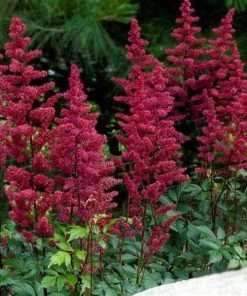 Garden Goods Direct Astilbe Fanal Perennials
