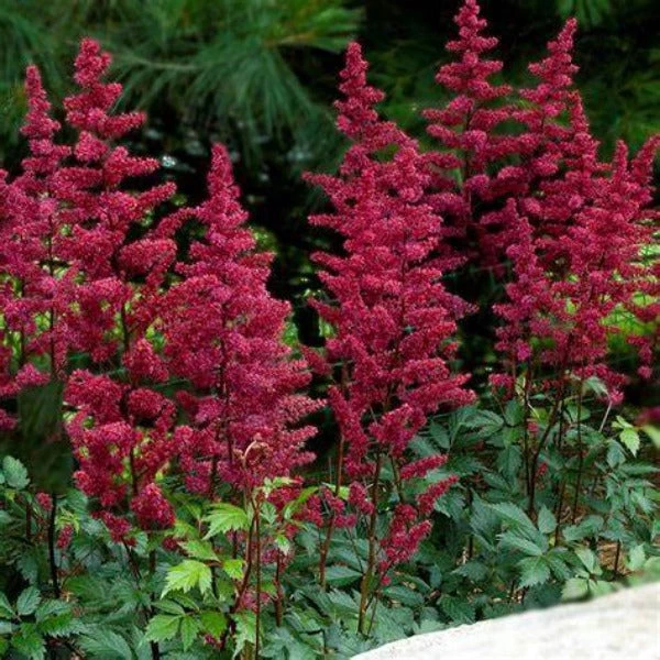 Garden Goods Direct Astilbe Fanal Perennials 1 Garden Goods Direct Astilbe Fanal Perennials