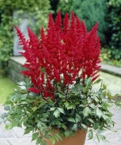 Garden Goods Direct Astilbe Fanal Perennials 7 Garden Goods Direct Astilbe Fanal Perennials