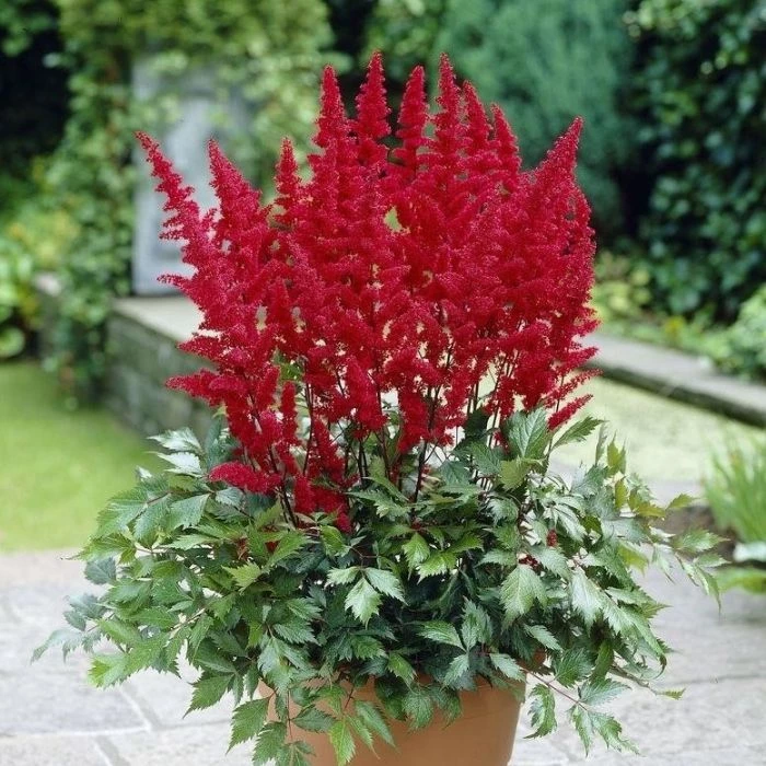 Garden Goods Direct Astilbe Fanal Perennials 4 Garden Goods Direct Astilbe Fanal Perennials