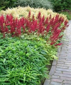 Garden Goods Direct Astilbe Fanal Perennials