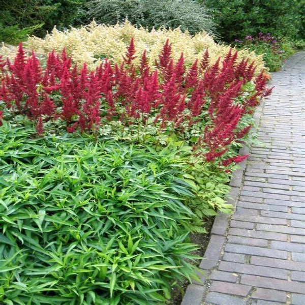 Garden Goods Direct Astilbe Fanal Perennials 2 Garden Goods Direct Astilbe Fanal Perennials