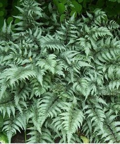 Garden Goods Direct Godzilla Japanese Painted Fern Perennials