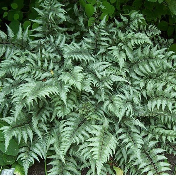 Garden Goods Direct Godzilla Japanese Painted Fern Perennials 2 Garden Goods Direct Godzilla Japanese Painted Fern Perennials