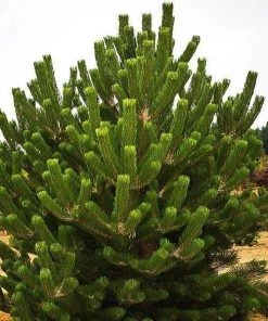 Garden Goods Direct Austrian Pine