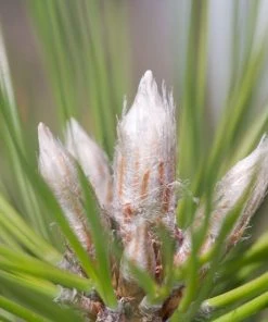 Garden Goods Direct Austrian Pine