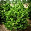 Garden Goods Direct Austrian Pine