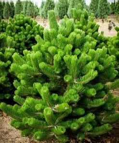 Garden Goods Direct Austrian Pine