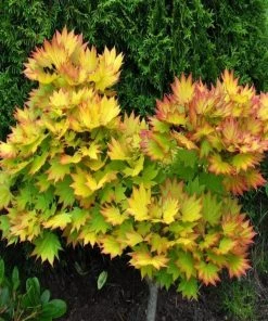 Garden Goods Direct Autumn Moon Japanese Maple