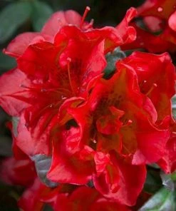 Garden Goods Direct Encore® Autumn Fire® Azalea Shrubs