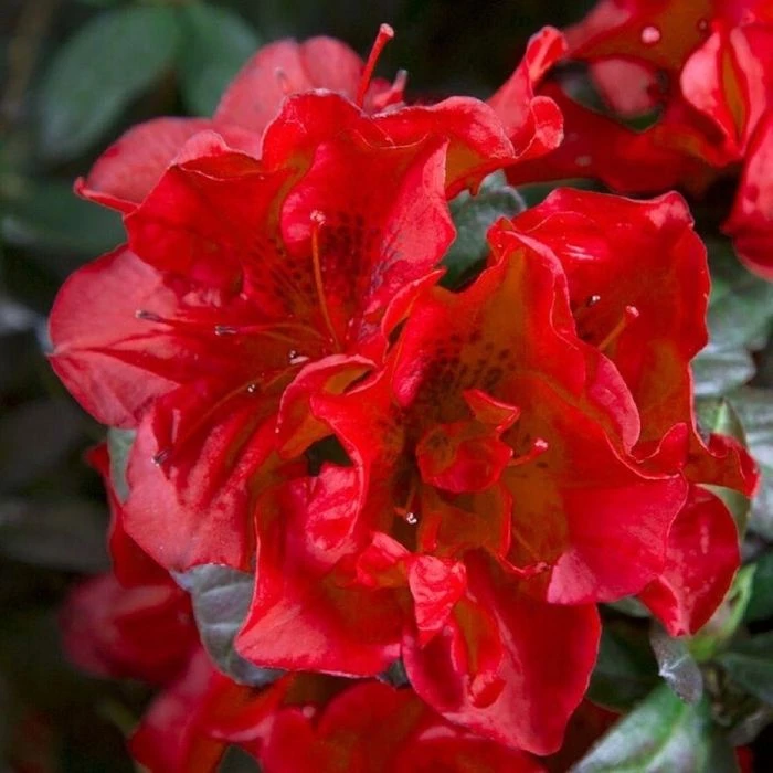 Garden Goods Direct Encore® Autumn Fire® Azalea Shrubs 2 Garden Goods Direct Encore® Autumn Fire® Azalea Shrubs