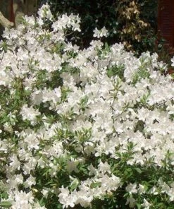 Garden Goods Direct Encore® Autumn Ivory® Azalea Shrubs